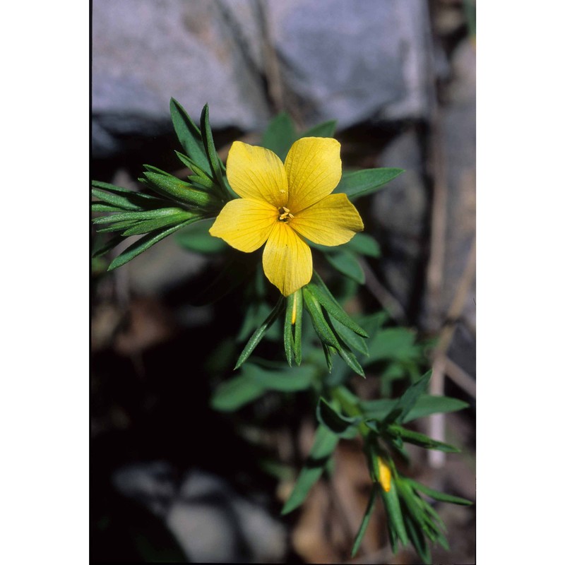 linum nodiflorum l.