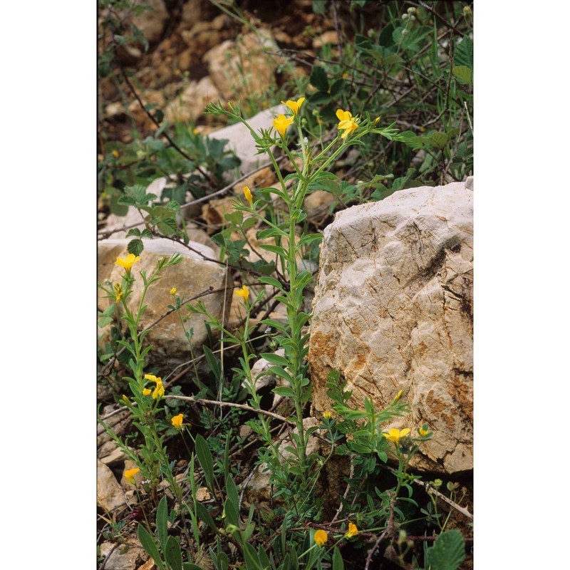 linum nodiflorum l.