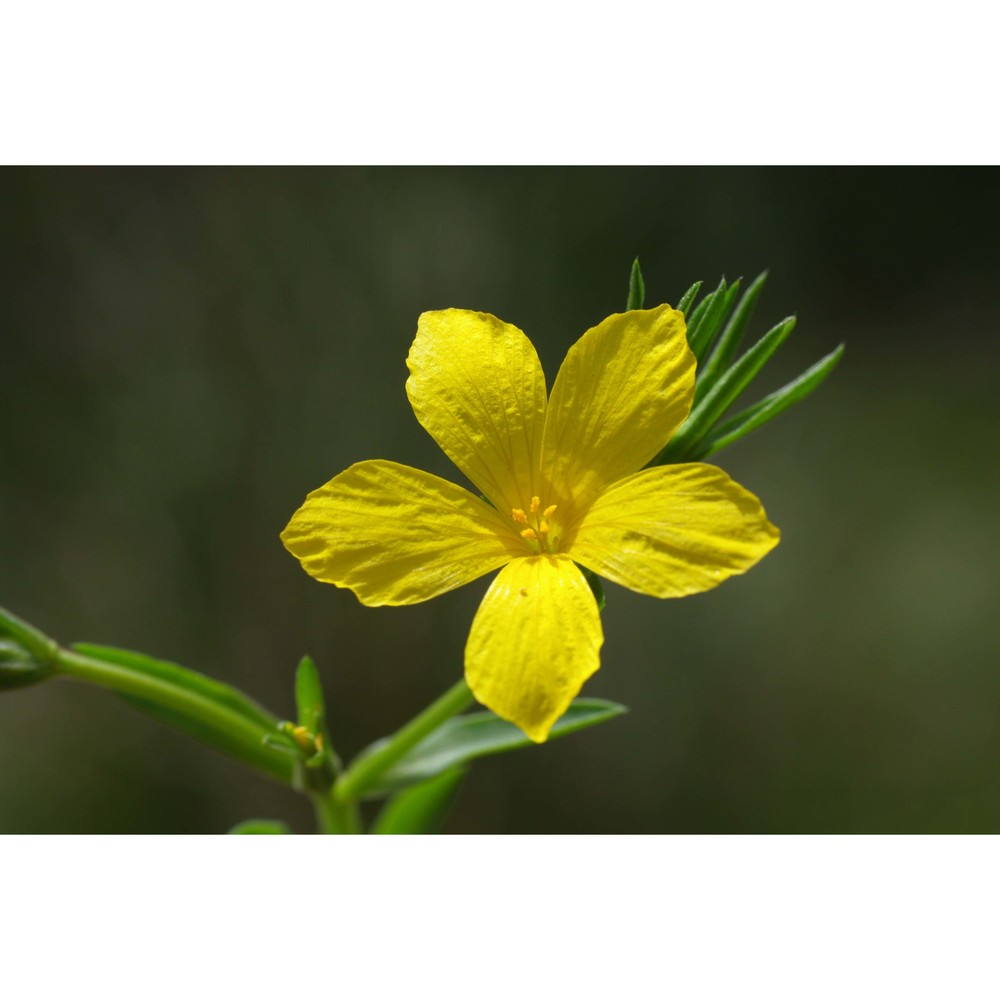 linum nodiflorum l.