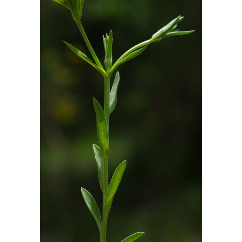 linum nodiflorum l.