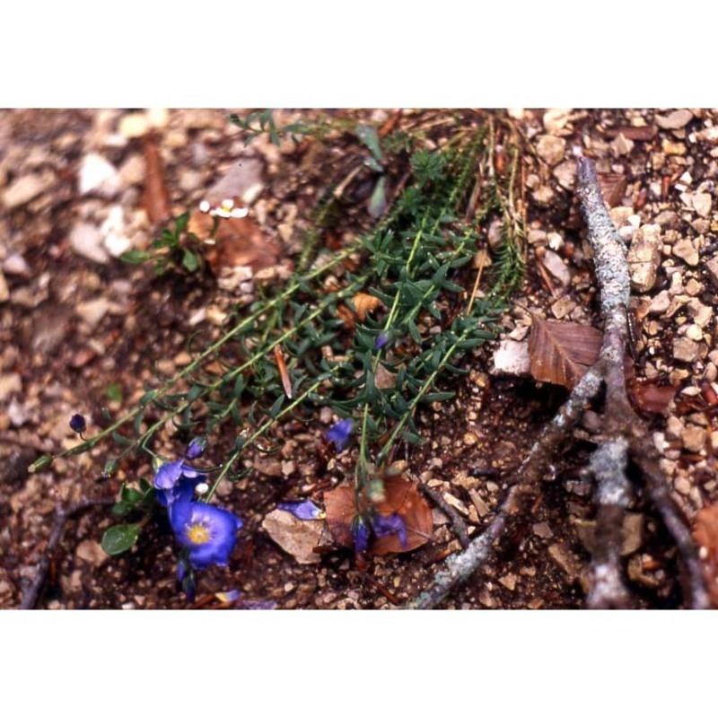 linum punctatum c. presl