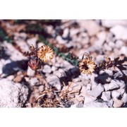 linum punctatum c. presl