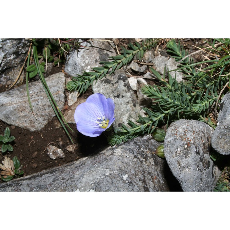 linum punctatum c. presl