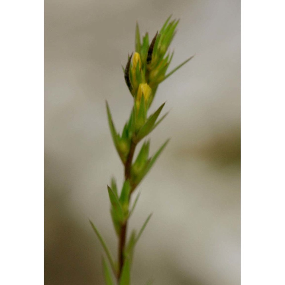 linum strictum l.