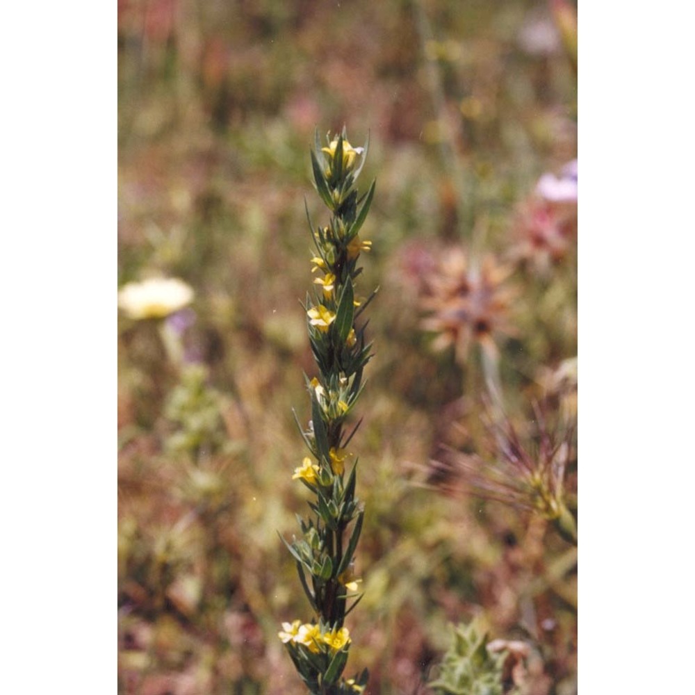 linum strictum l.