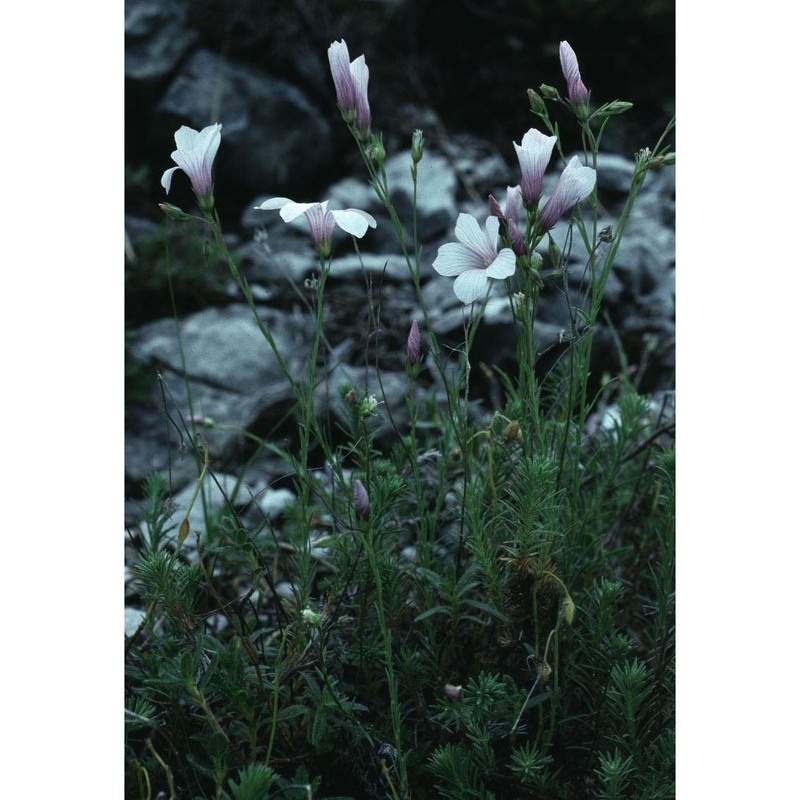 linum suffruticosum l. subsp. appressum (caball.) rivas mart.