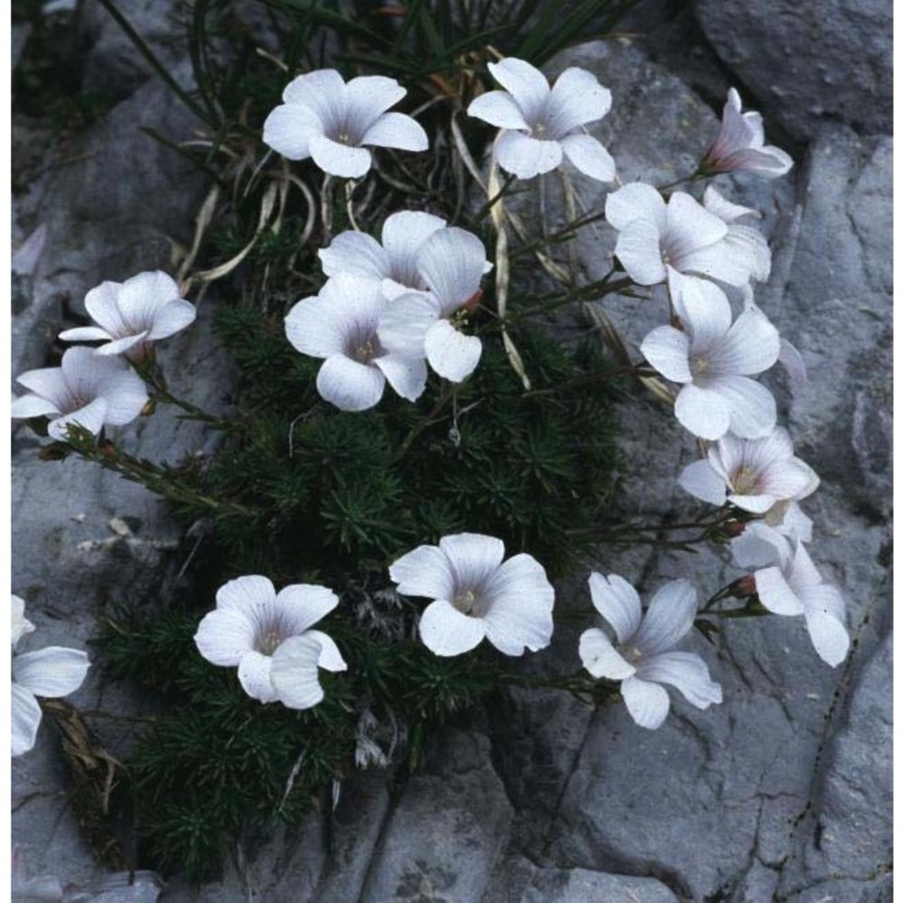 linum suffruticosum l. subsp. appressum (caball.) rivas mart.