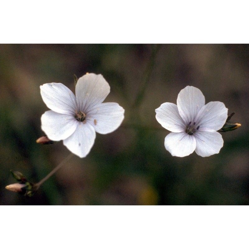 linum tenuifolium l.