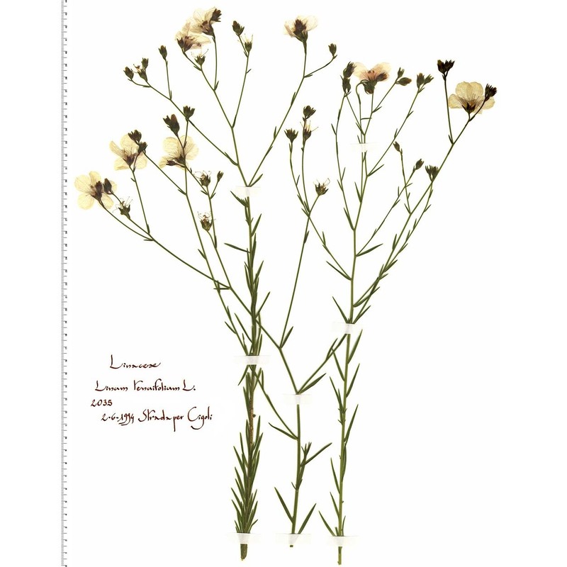 linum tenuifolium l.