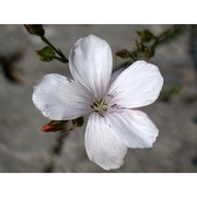 linum tenuifolium l.