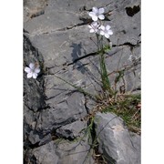 linum tenuifolium l.