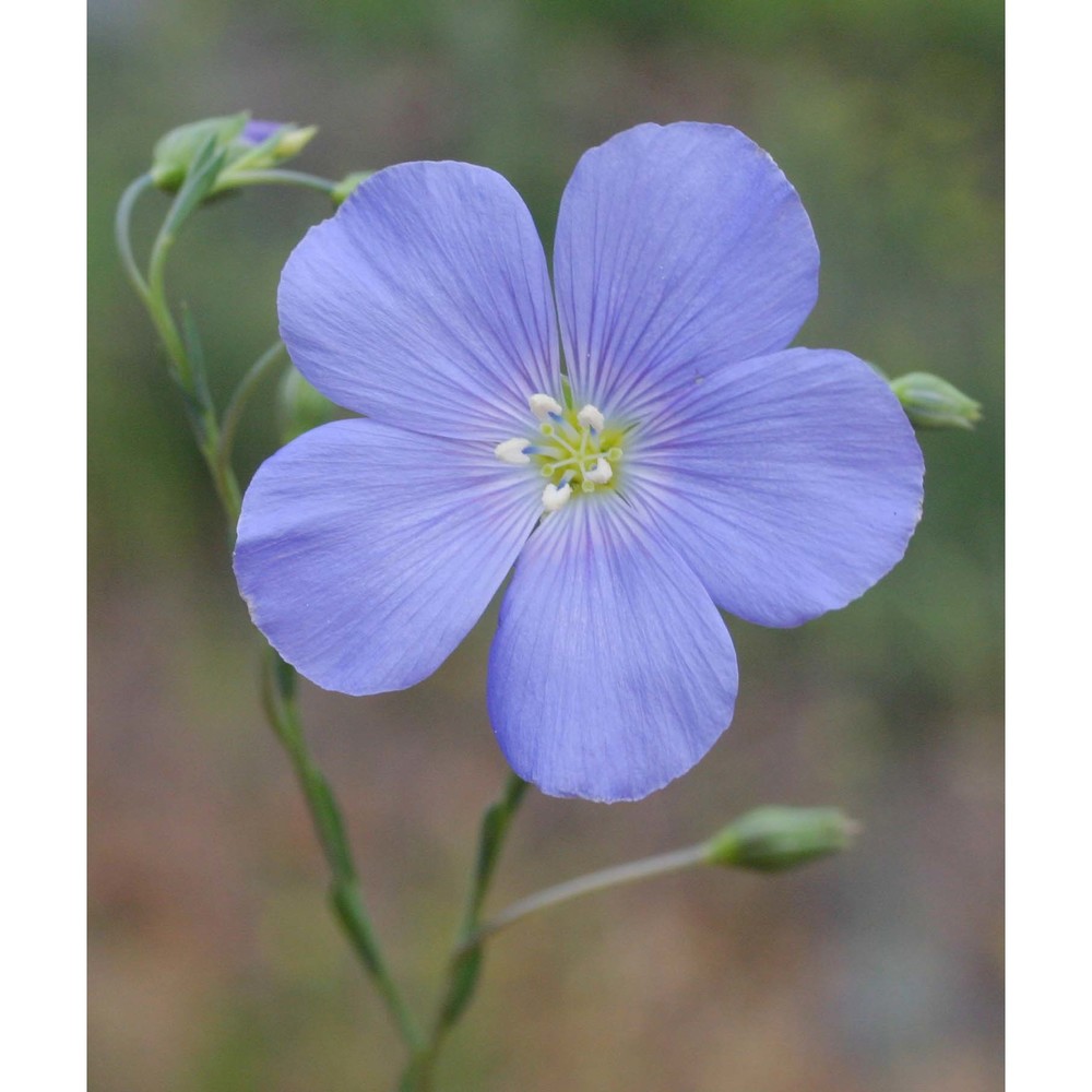 linum tommasinii rchb.