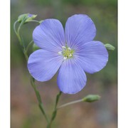 linum tommasinii rchb.