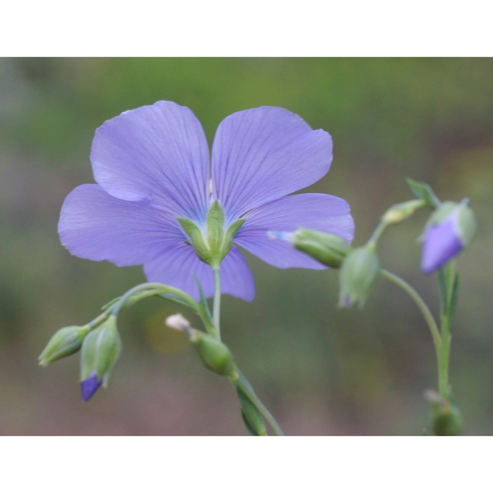 linum tommasinii rchb.