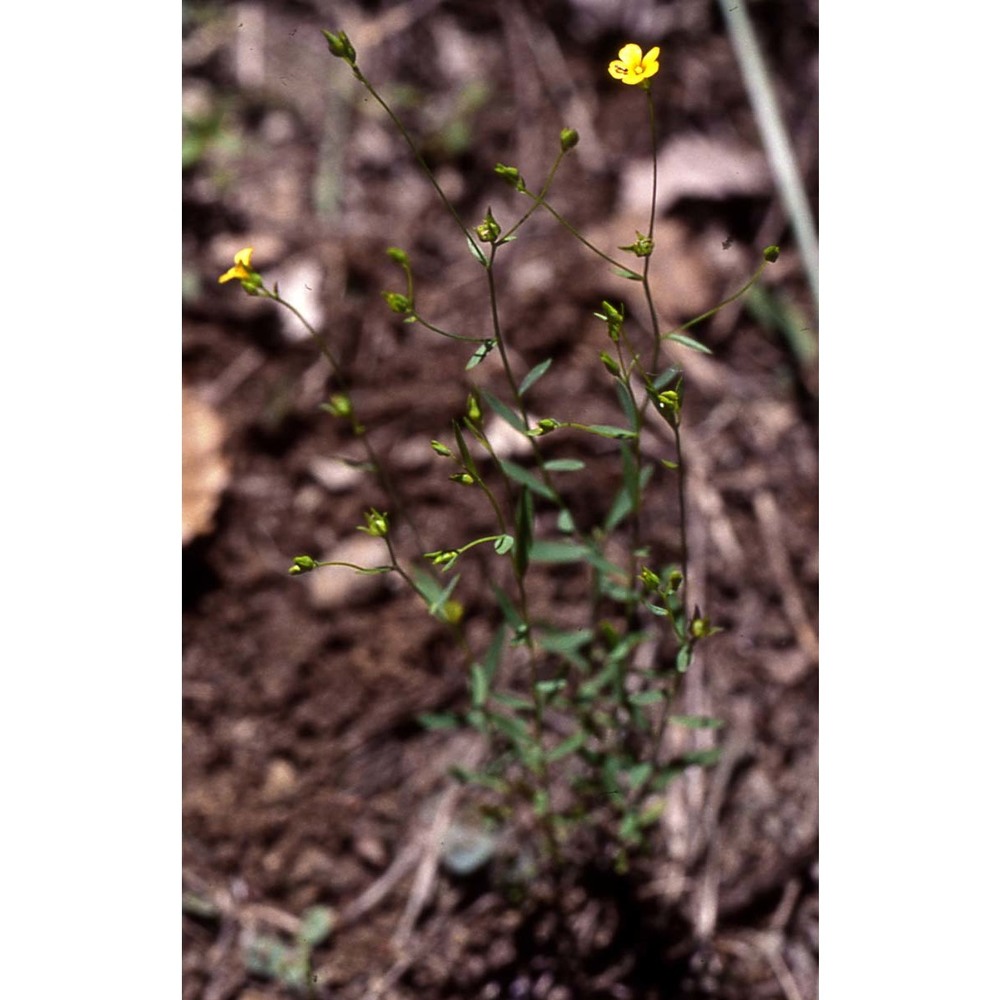 linum trigynum l.