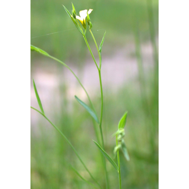 linum trigynum l.