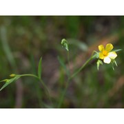 linum trigynum l.