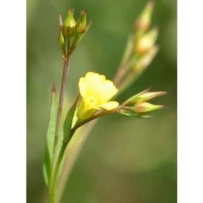 linum trigynum l.