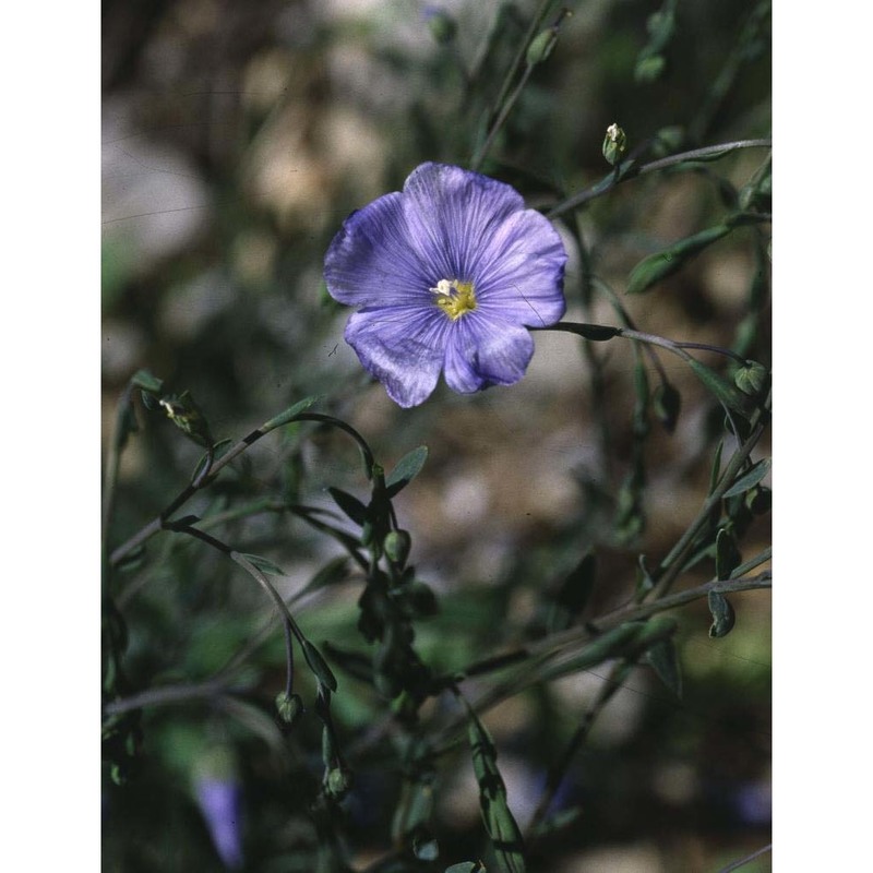 linum usitatissimum l.