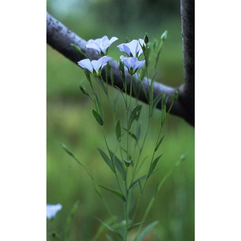 linum usitatissimum l.