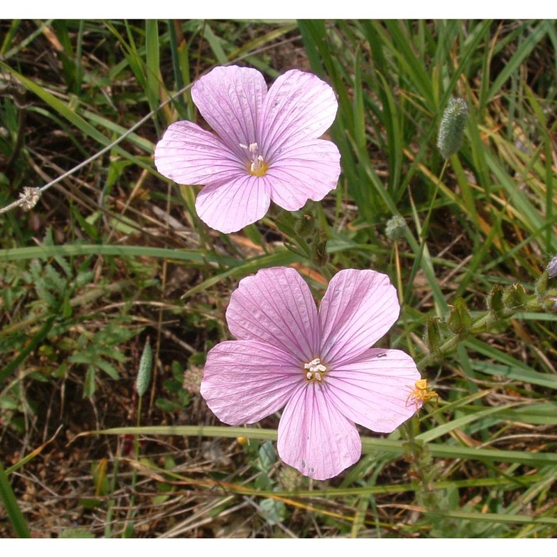 linum viscosum l.