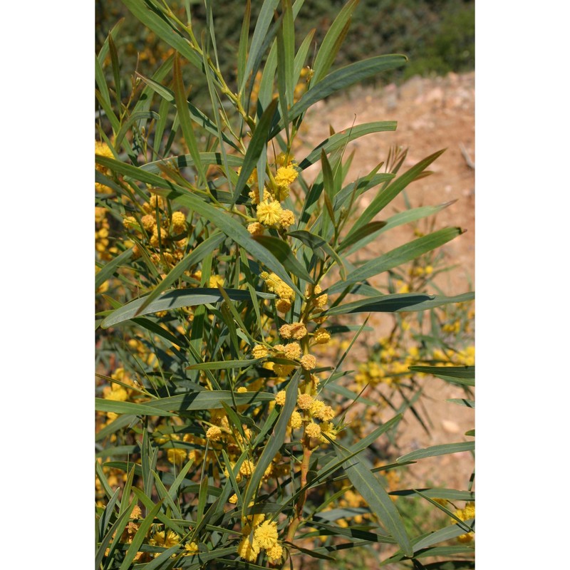 acacia cyanophylla lindl.