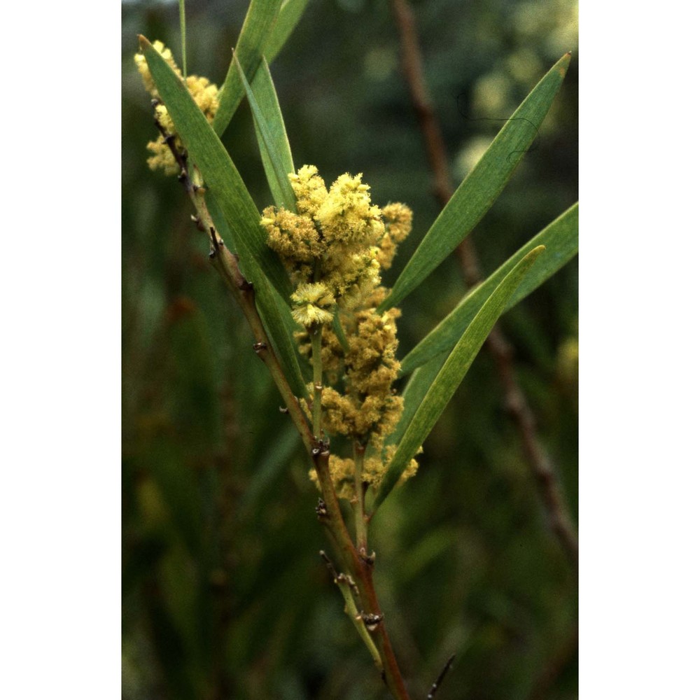 acacia longifolia (andrews) willd.