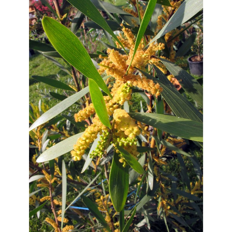 acacia longifolia (andrews) willd.