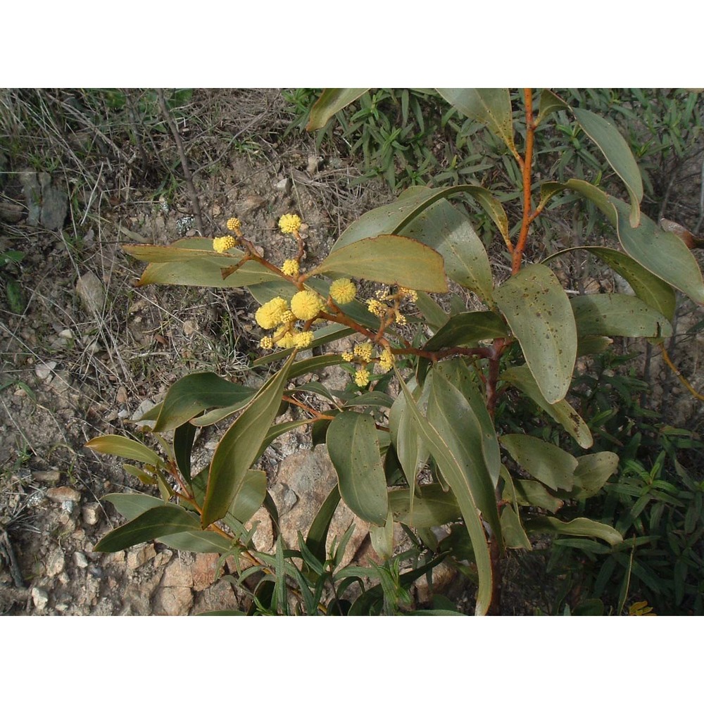 acacia pycnantha benth.