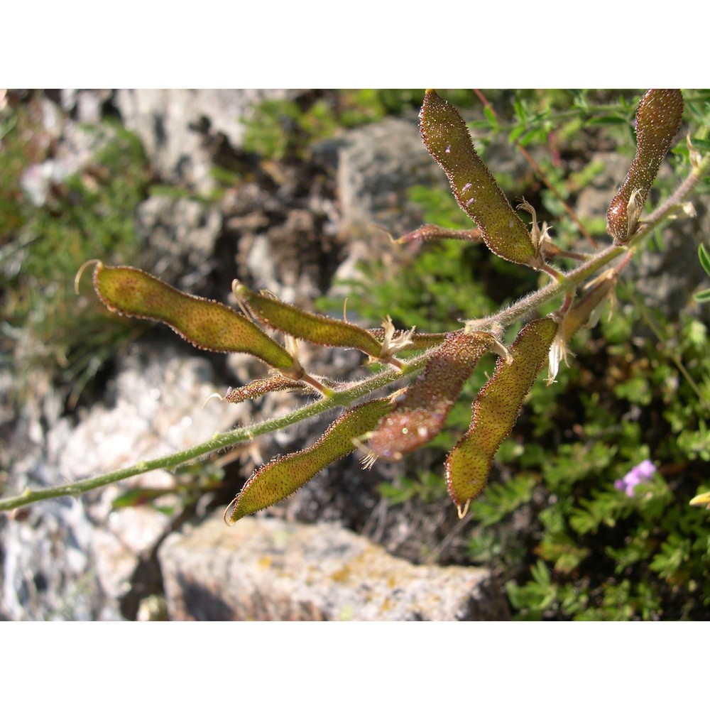adenocarpus brutius brullo, de marco et siracusa