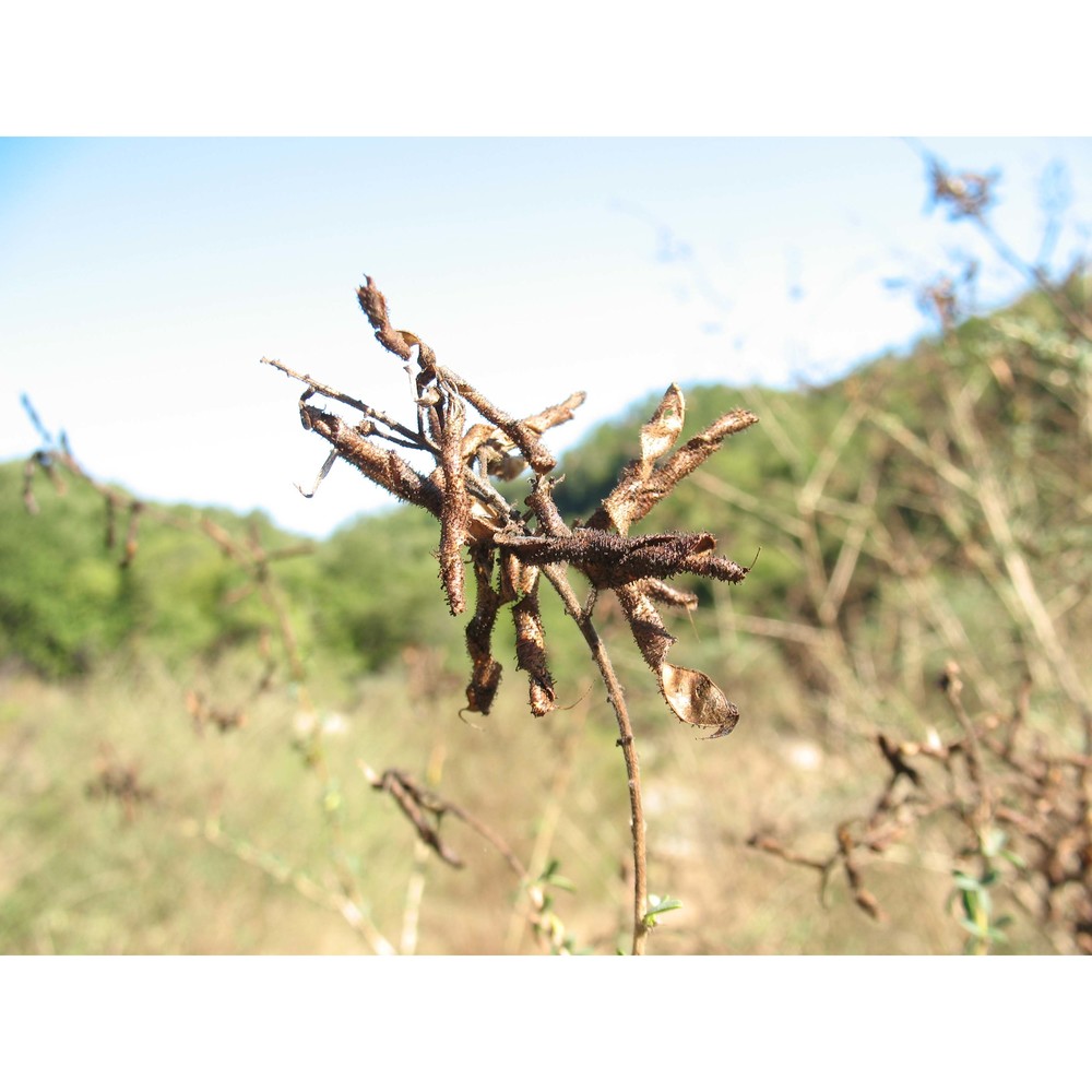 adenocarpus samniticus brullo, de marco et siracusa