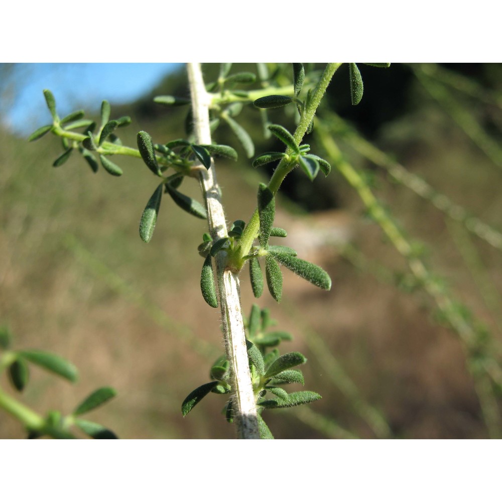adenocarpus samniticus brullo, de marco et siracusa