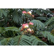 albizia julibrissin durazz.