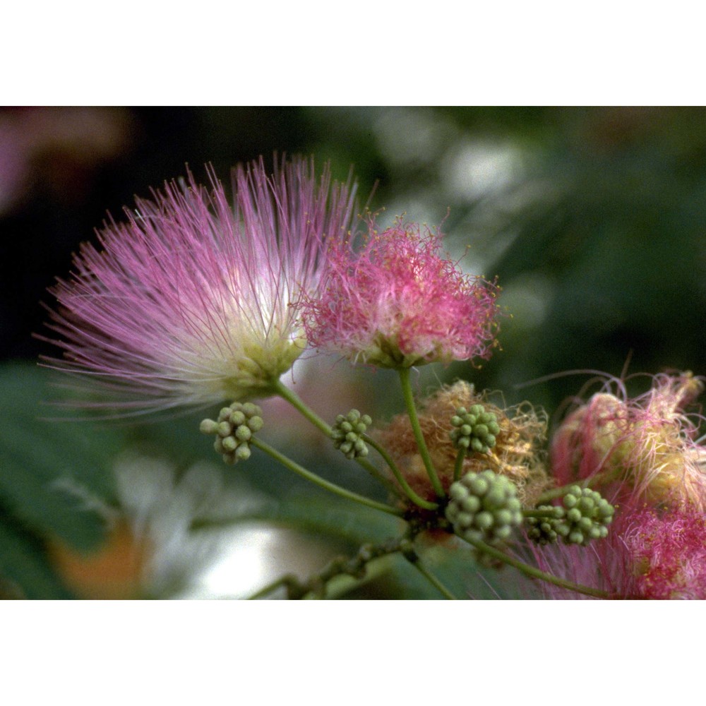 albizia julibrissin durazz.