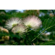 albizia julibrissin durazz.