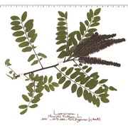 amorpha fruticosa l.