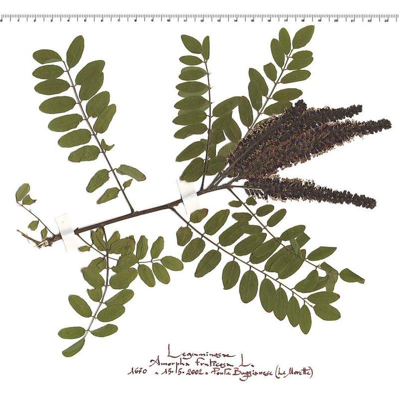 amorpha fruticosa l.