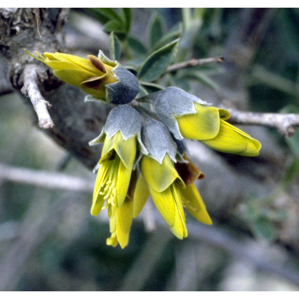 anagyris foetida l.