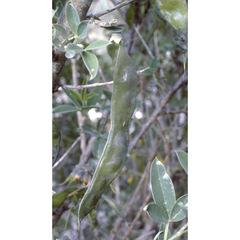 anagyris foetida l.