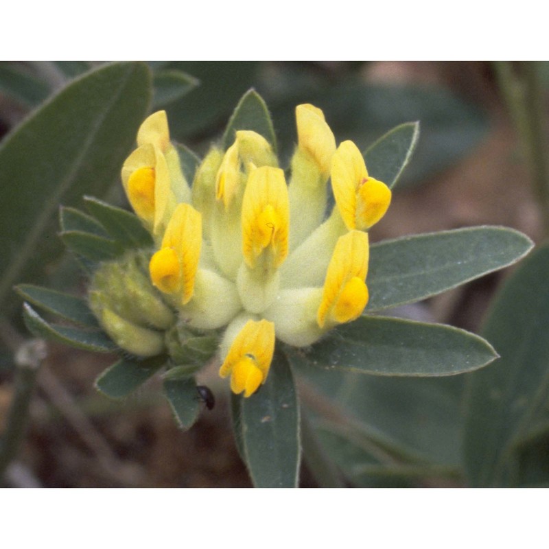 anthyllis alpicola brügger