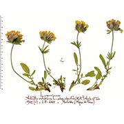 anthyllis alpicola brügger