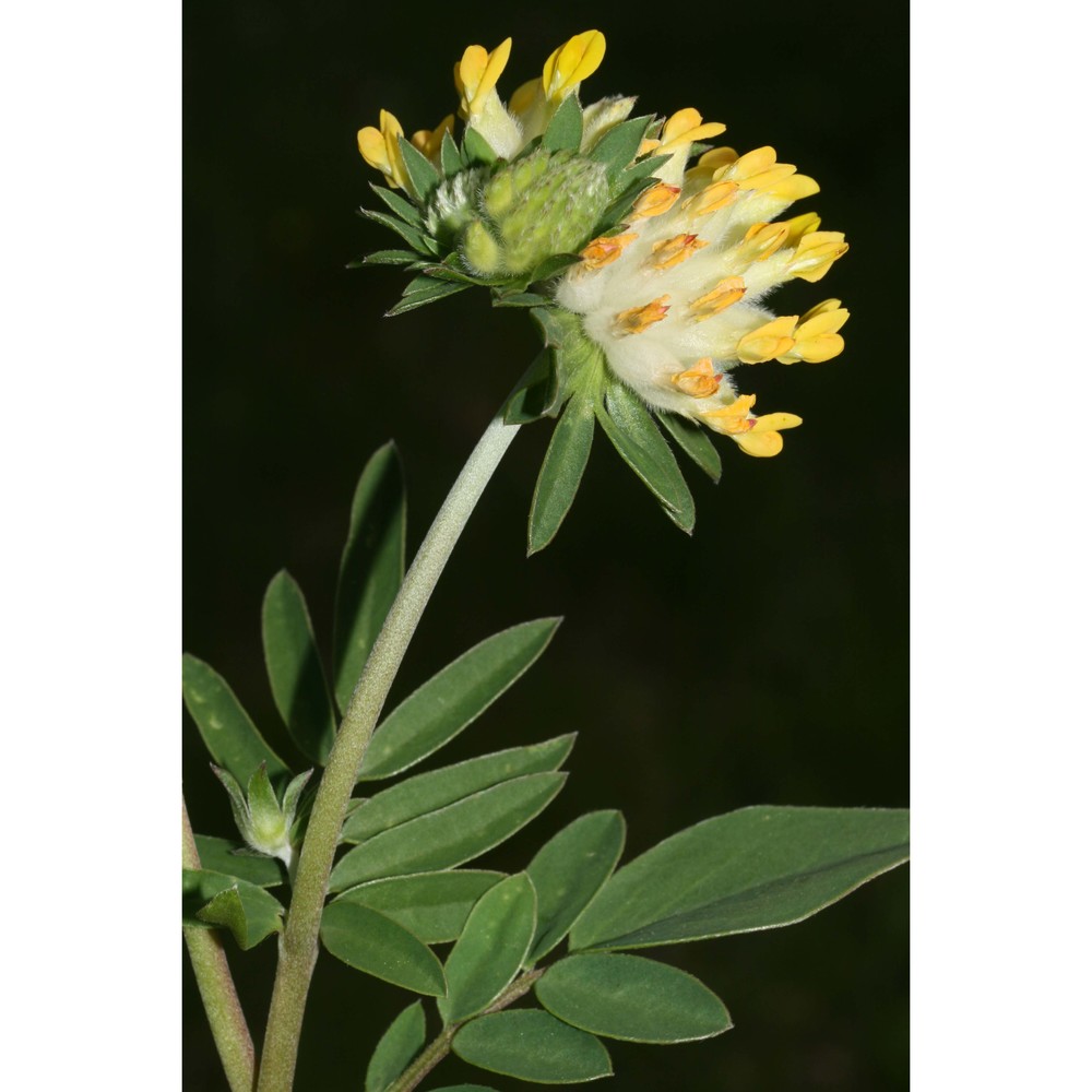 anthyllis carpatica pant.