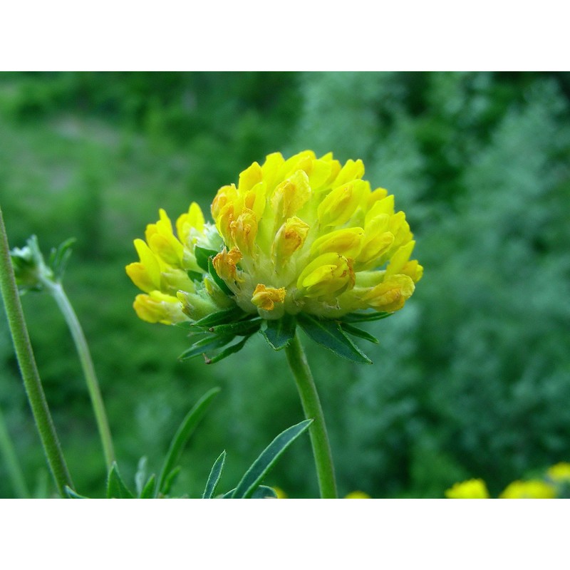 anthyllis carpatica pant.