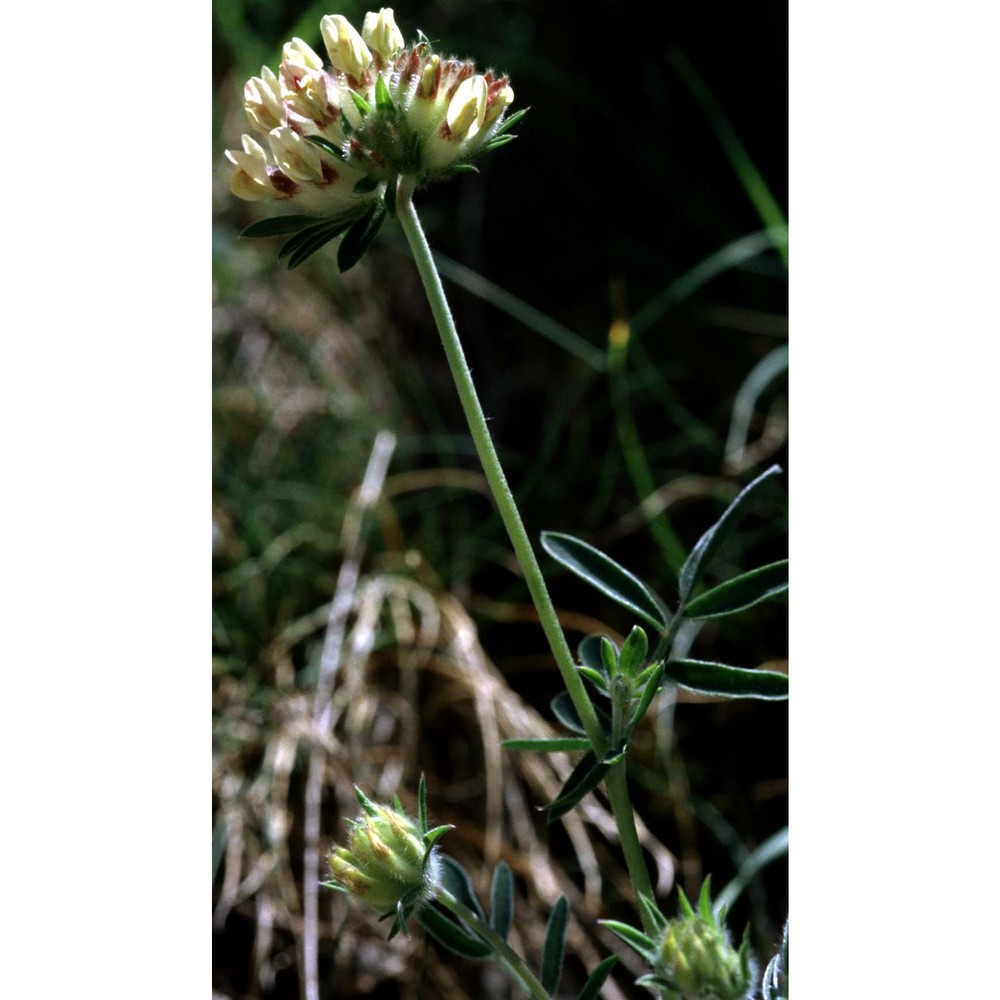 anthyllis forondae sennen