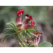 anthyllis praepropera (a. kern.) beck