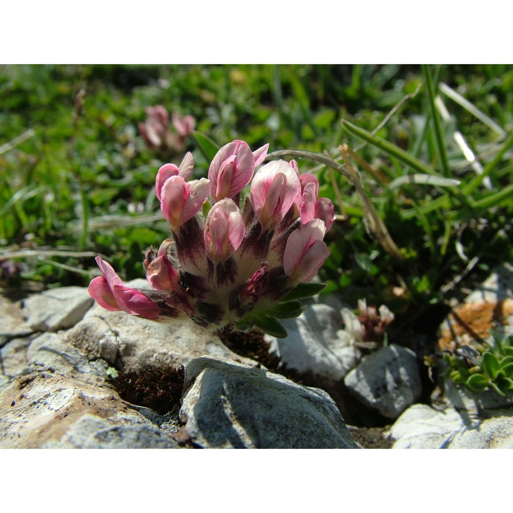 anthyllis pulchella (vis.) beck