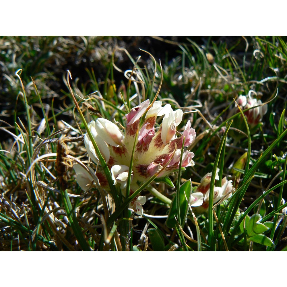 anthyllis pulchella (vis.) beck