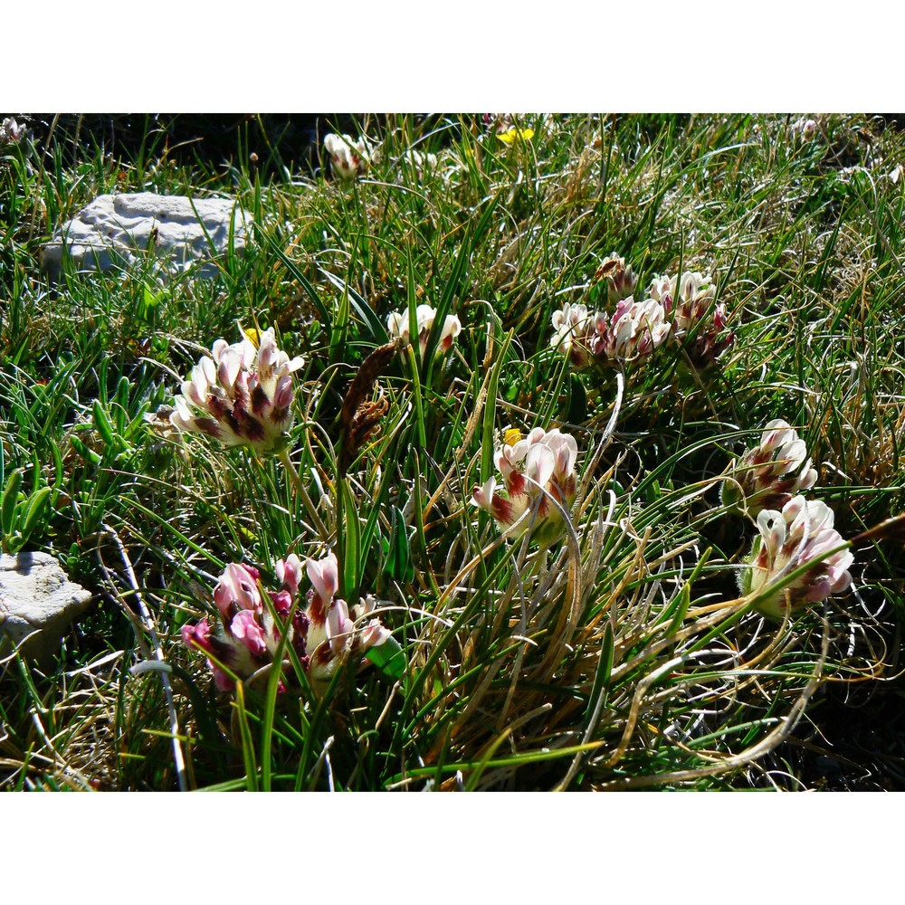 anthyllis pulchella (vis.) beck