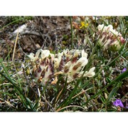 anthyllis pulchella (vis.) beck