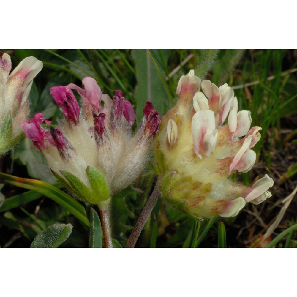 anthyllis valesiaca beck